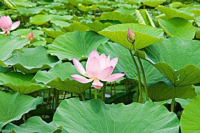 《吸血鬼幸存者：导剪版》实机泄露 新角色、地图等